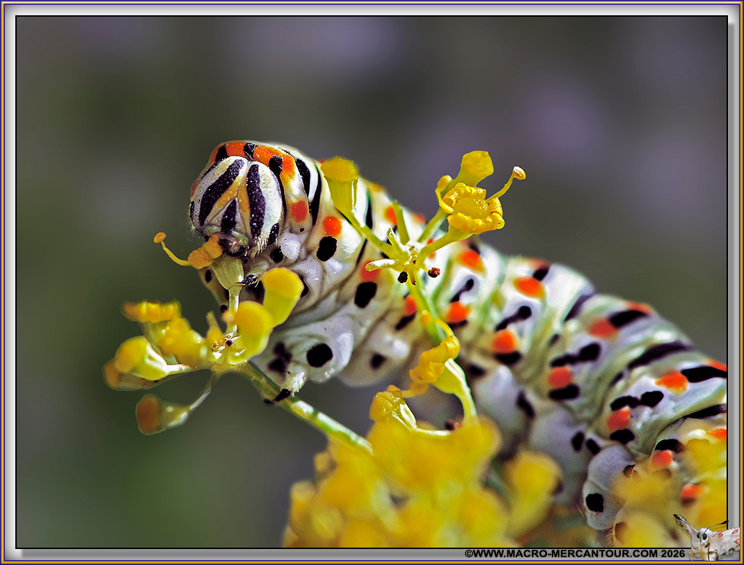 Chenille de Machaons